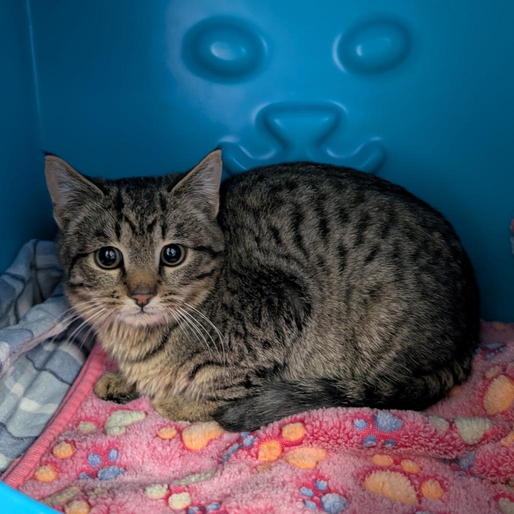 Enlarge Flounder, a Adoptable Domestic Short Hair in Brookfield, WI image 3/4