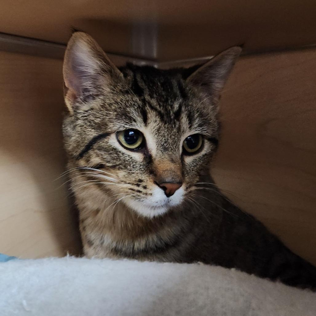 Enlarge Flounder, a Adoptable Domestic Short Hair in Brookfield, WI image 4/4
