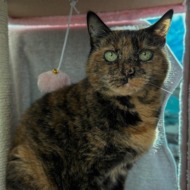 MINOES, Adoptable, Senior Female Domestic Short Hair.