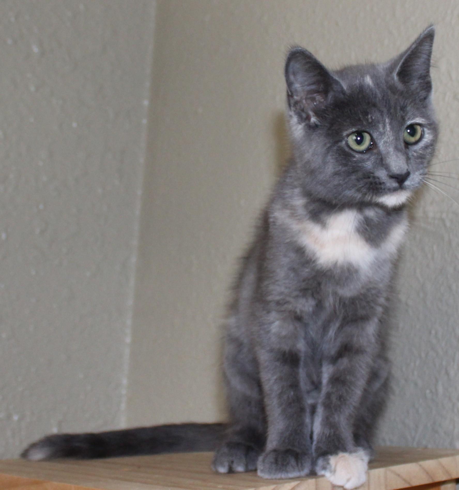 Enlarge Rhonda, a Adopted mixed breed in Huron, SD image 4/4