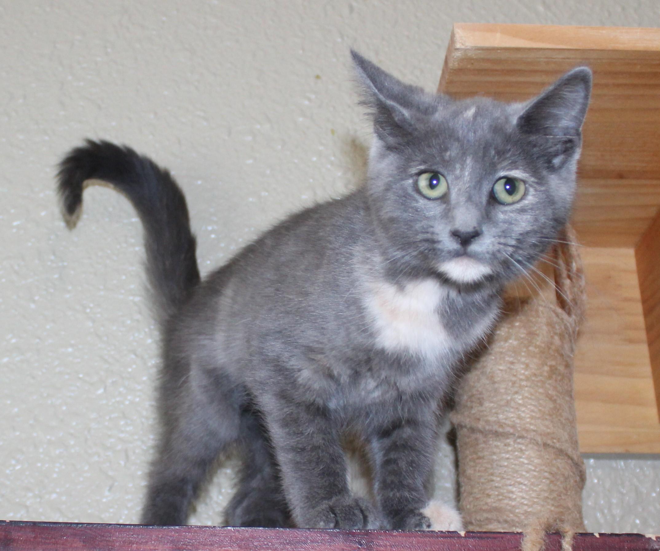 Rhonda, Adopted, Young Female Domestic Short Hair.