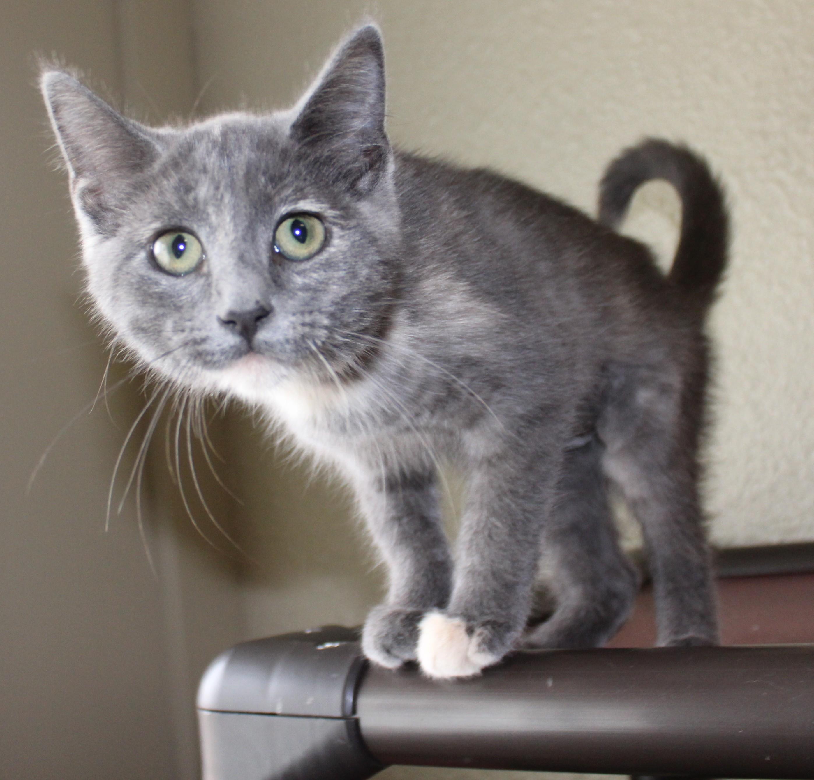 Enlarge Rhonda, a Adopted mixed breed in Huron, SD image 3/4