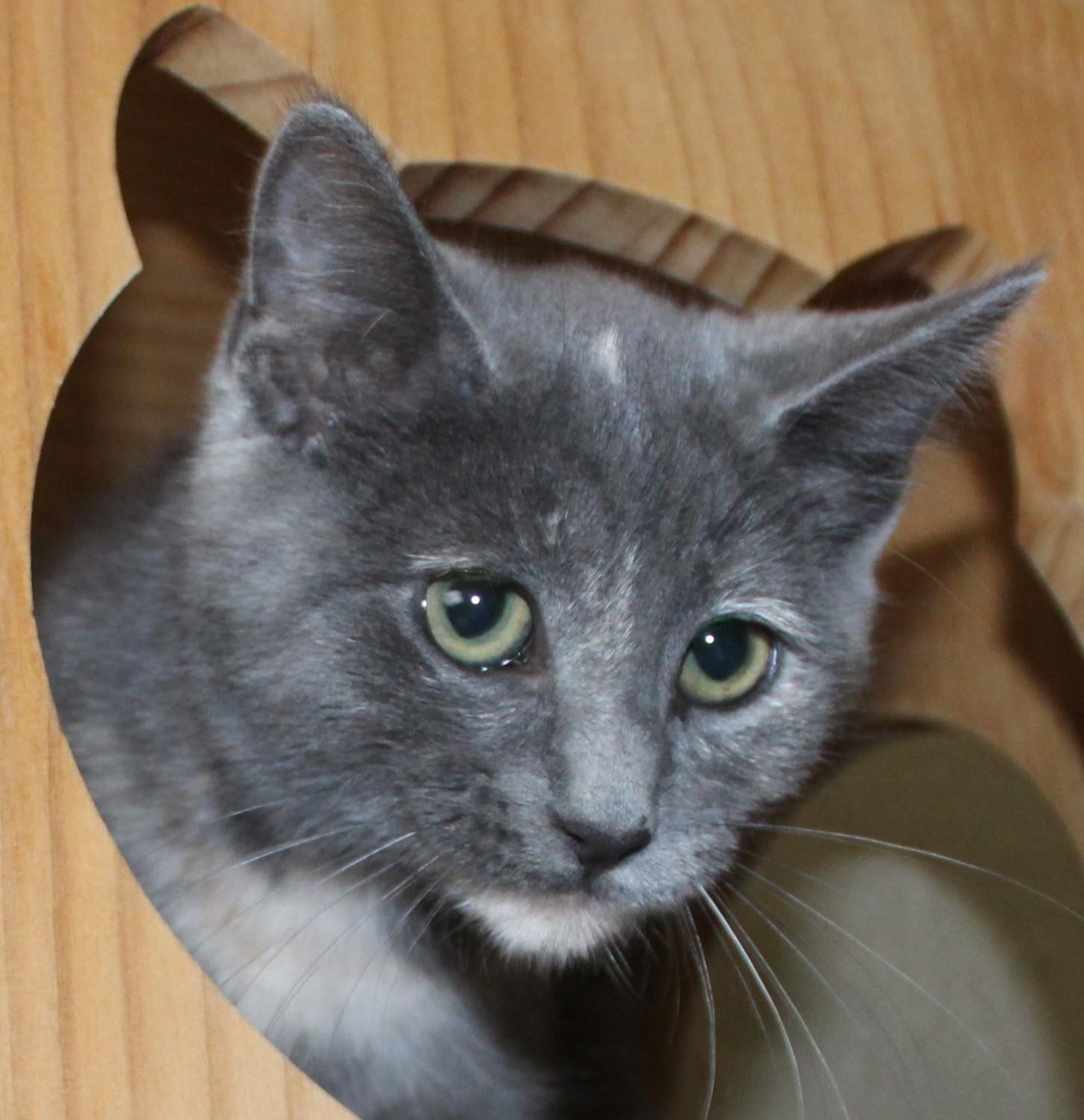 Enlarge Rhonda, a Adopted mixed breed in Huron, SD image 2/4