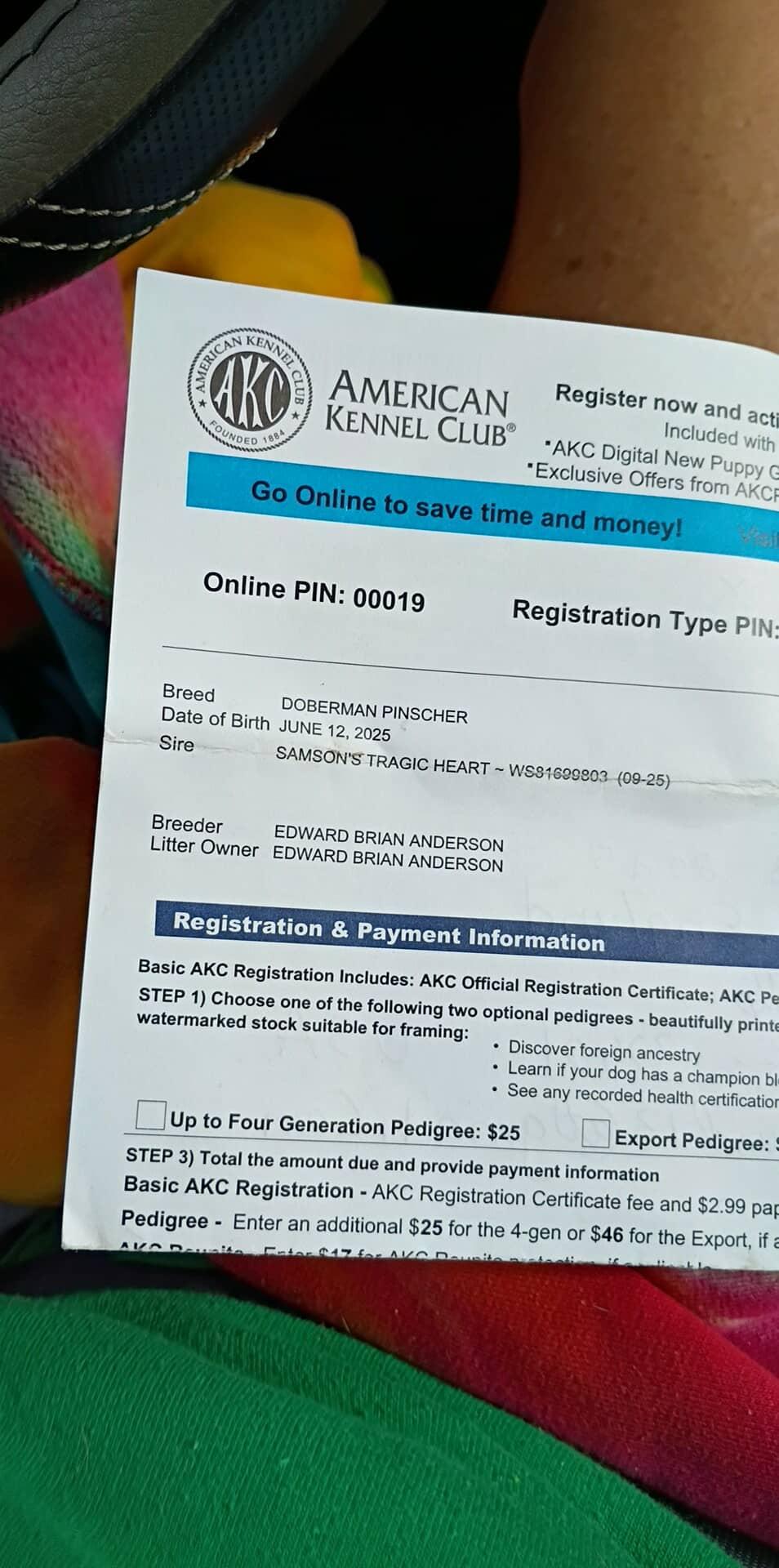 Sammy, a Adoptable Doberman Pinscher in Panama City, FL image 1/6