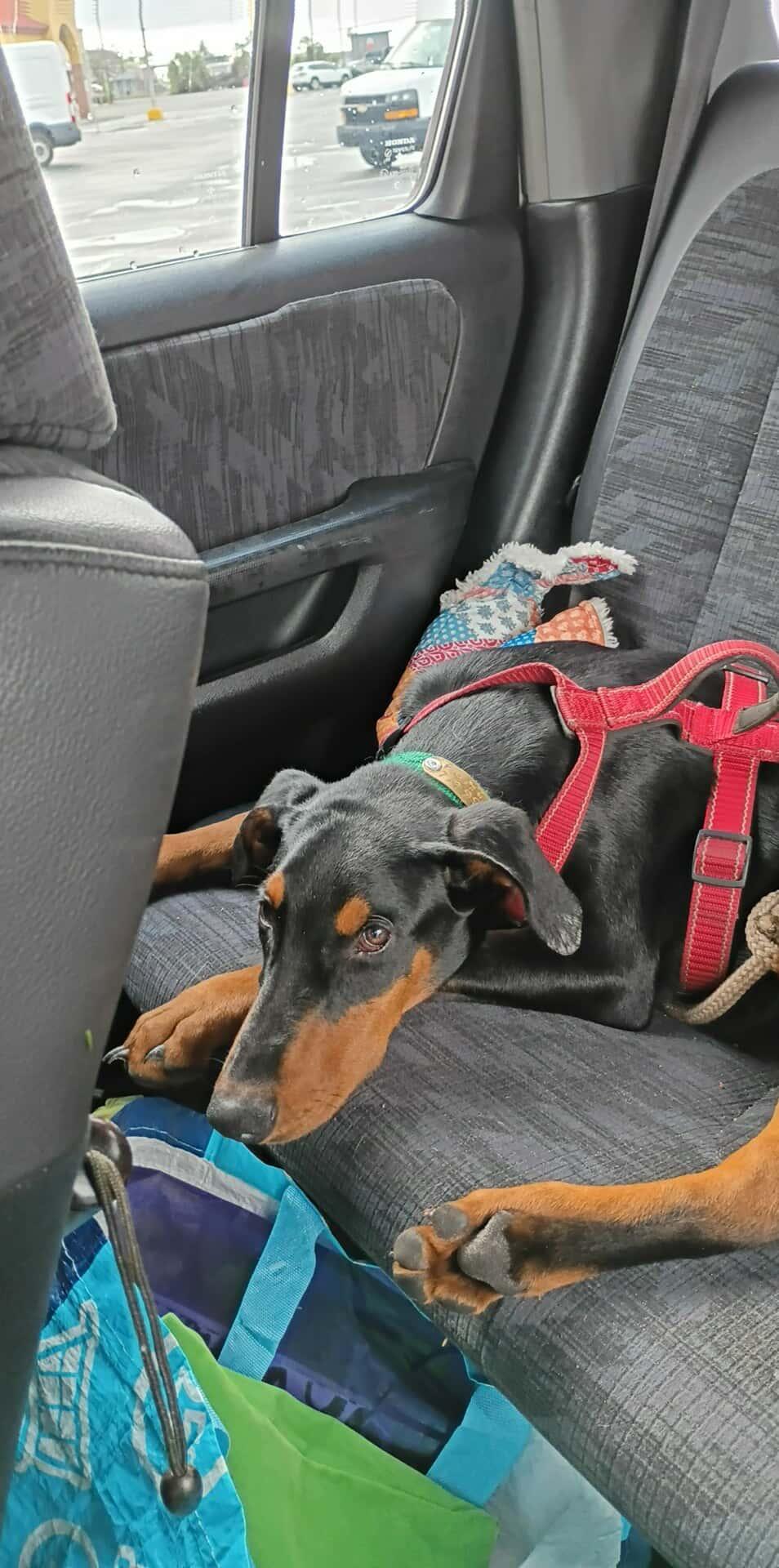 Sammy, a Adoptable Doberman Pinscher in Panama City, FL image 5/6