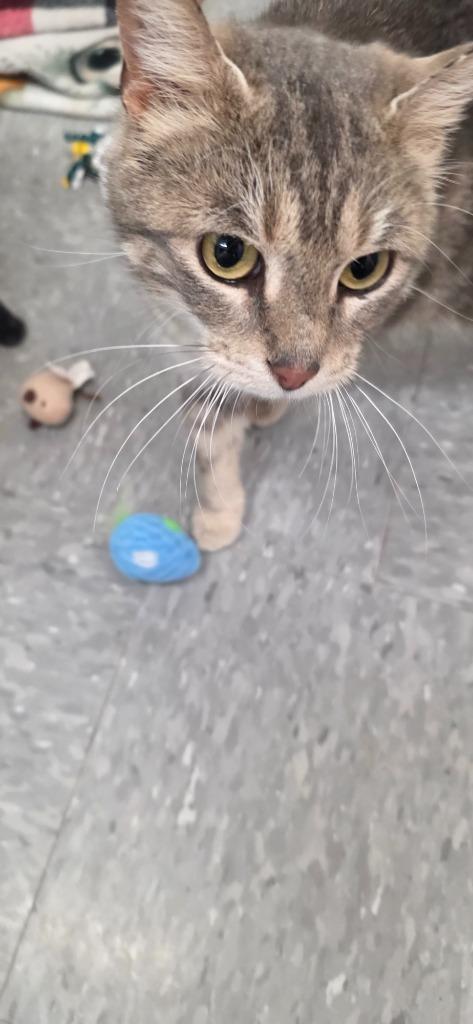 Prada, Adoptable, Young Female Domestic Short Hair.