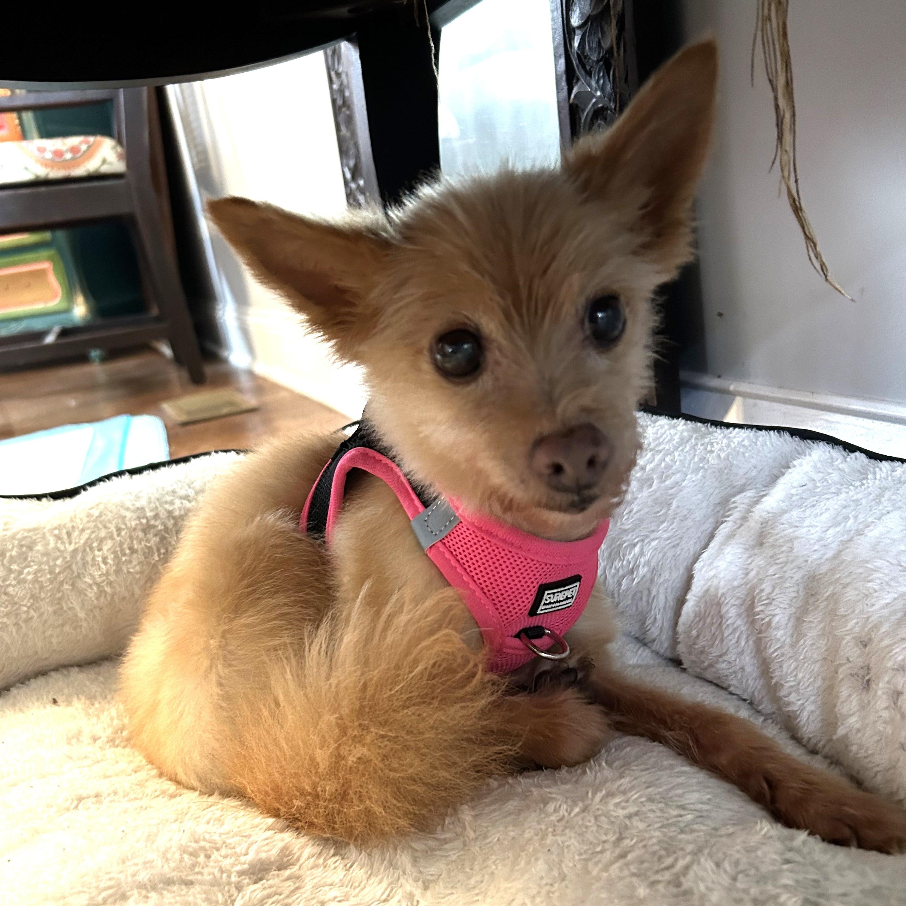 Cutie Pie, an adopted mixed breed in Closter, NJ image 1/2