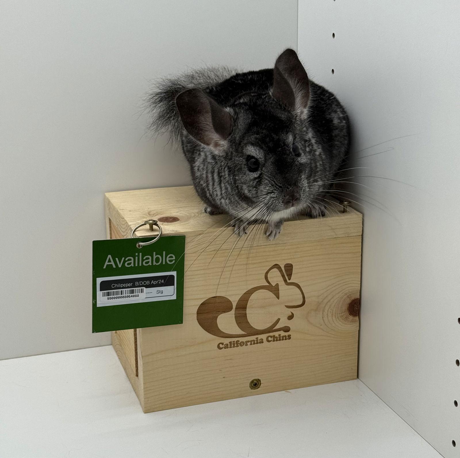 Enlarge Chilipeper, a Adoptable Chinchilla in Sunnyvale, CA image 1/3