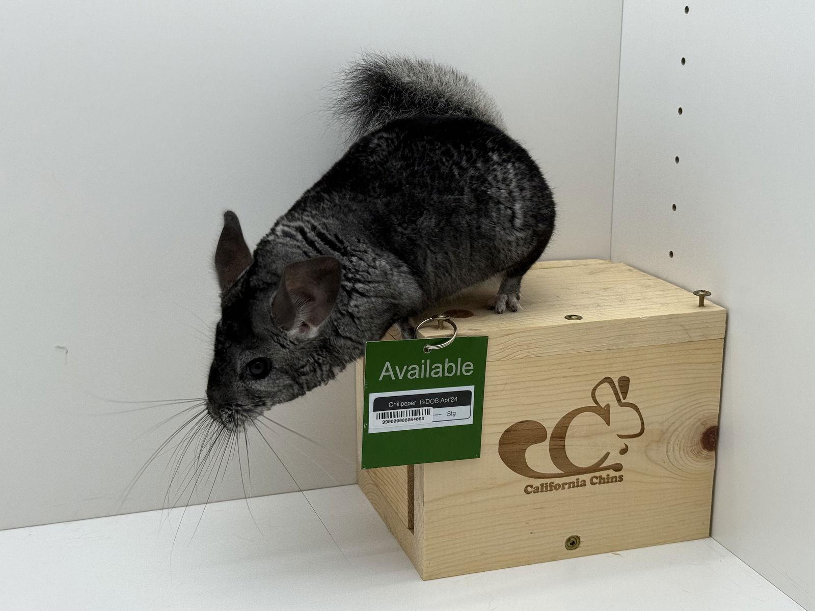 Enlarge Chilipeper, a Adoptable Chinchilla in Sunnyvale, CA image 2/3