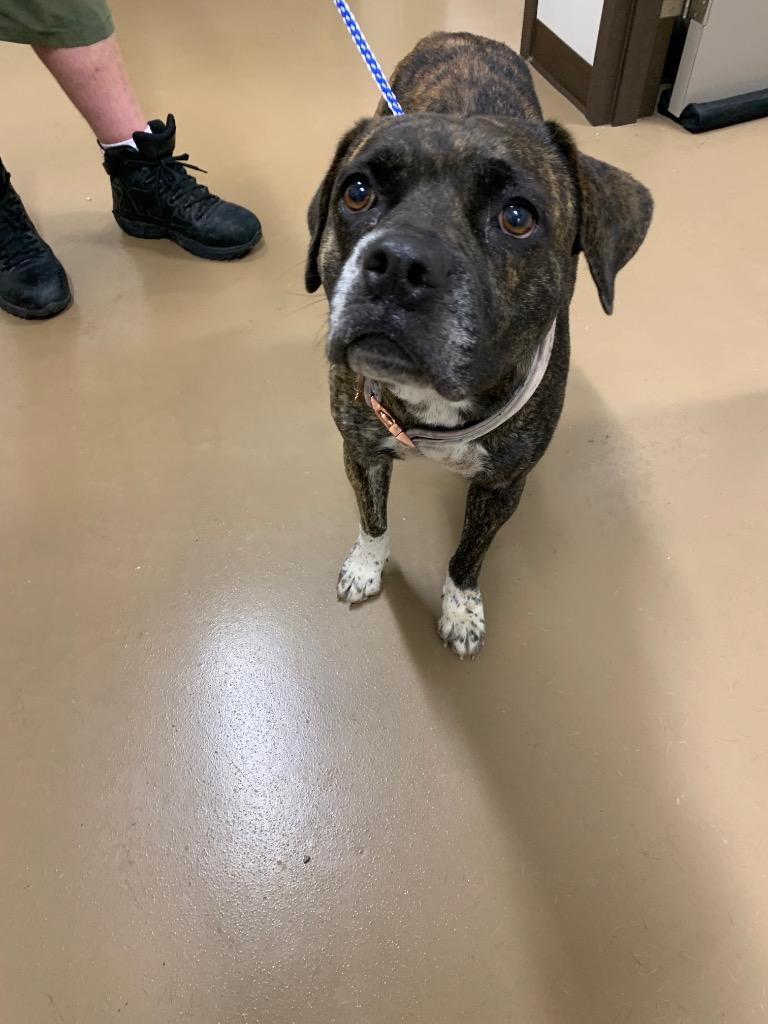 Enlarge Kay Kay, a Adoptable Pit Bull Terrier in Springfield, TN image 1/2