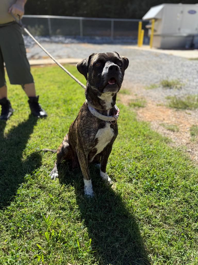 Enlarge Kay Kay, a Adoptable Pit Bull Terrier in Springfield, TN image 2/2