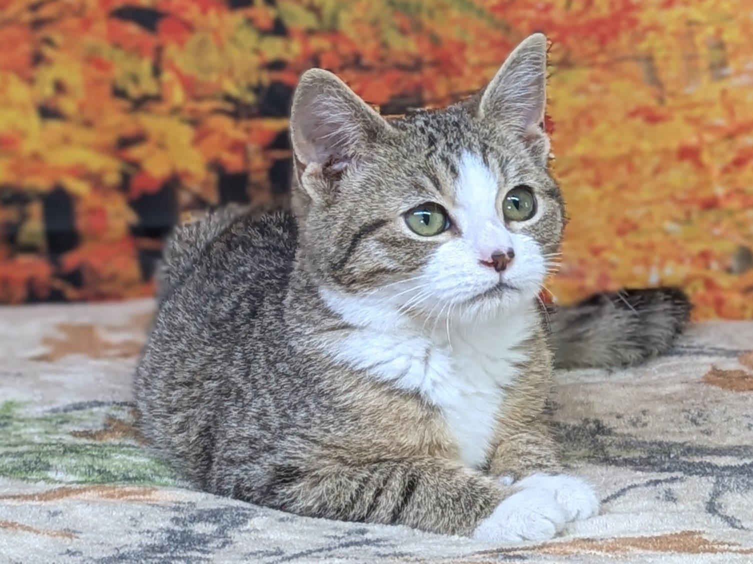 Pico, an adoptable Domestic Short Hair, Tabby in Republic, WA, 99166 | Photo Image 5