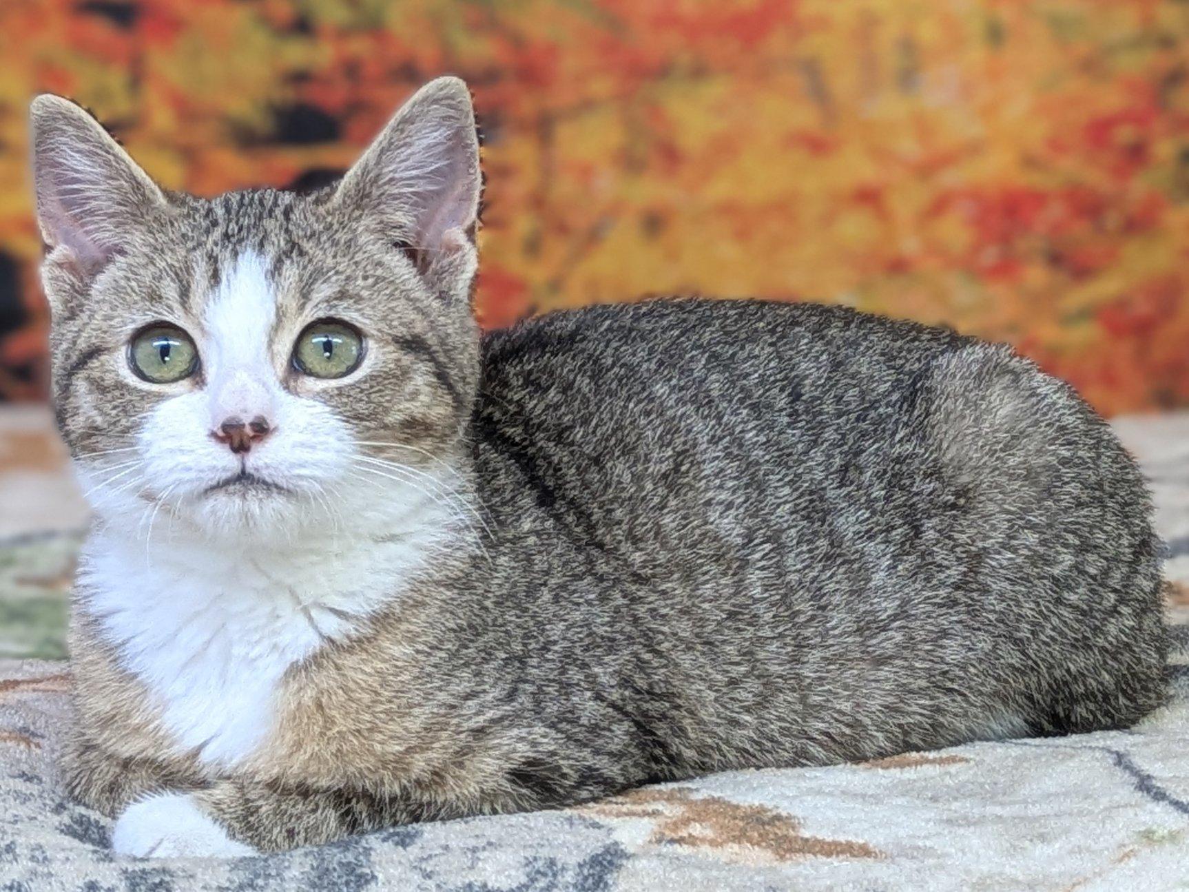 Pico, an adoptable Domestic Short Hair, Tabby in Republic, WA, 99166 | Photo Image 2