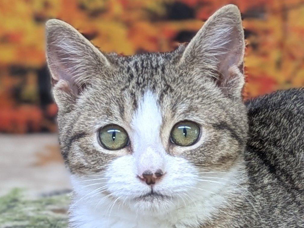 Pico, an adoptable Domestic Short Hair, Tabby in Republic, WA, 99166 | Photo Image 1