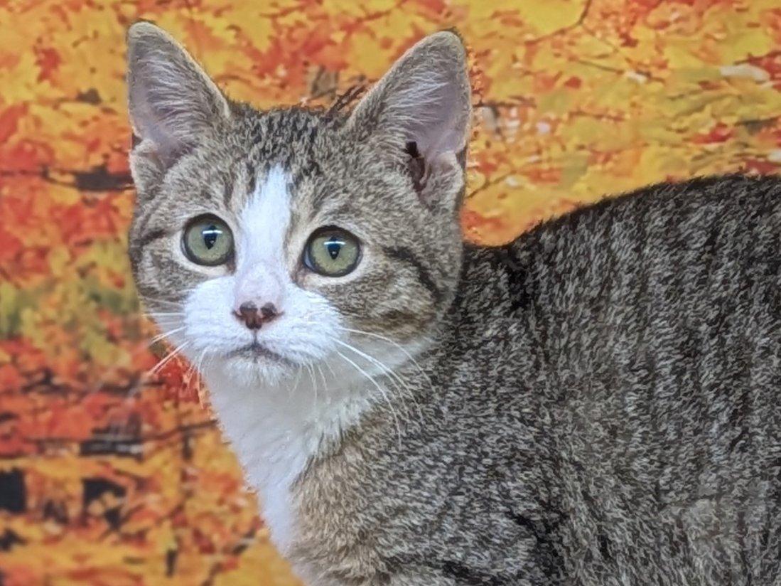 Pico, an adoptable Domestic Short Hair, Tabby in Republic, WA, 99166 | Photo Image 4