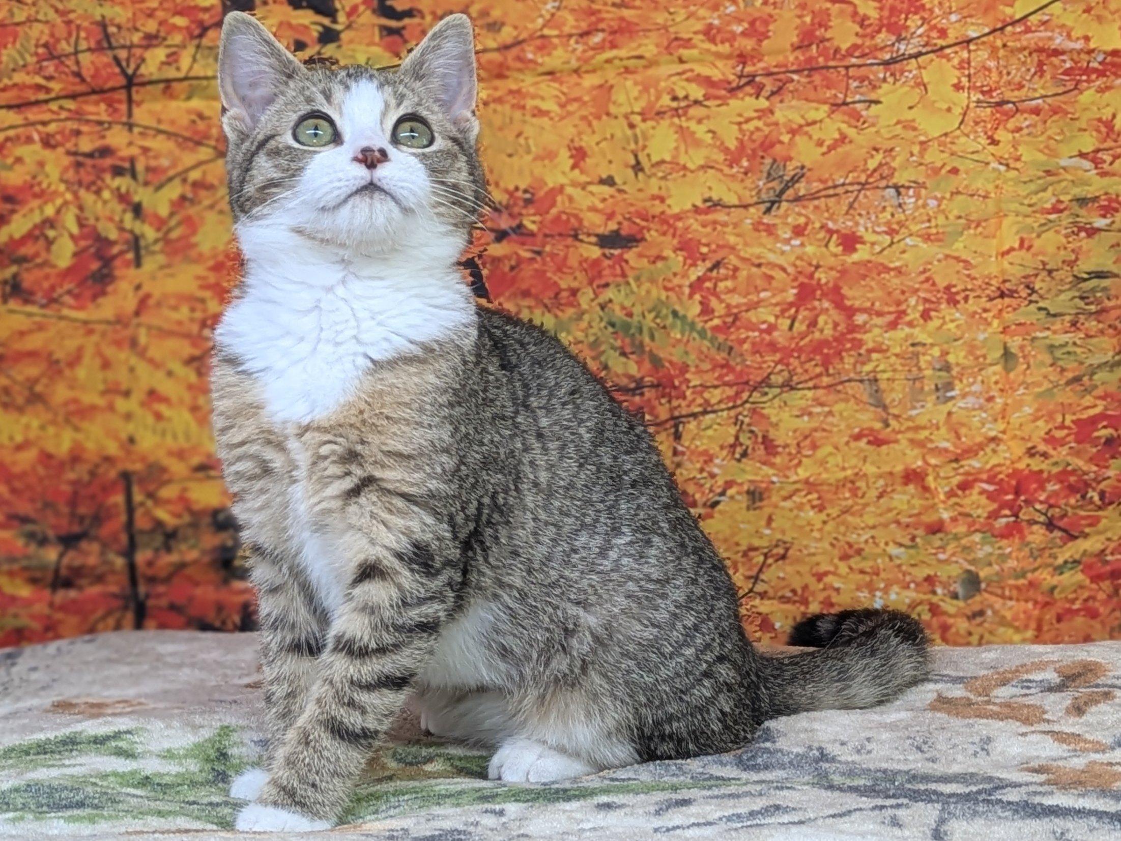 Pico, an adoptable Domestic Short Hair, Tabby in Republic, WA, 99166 | Photo Image 3