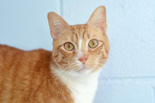 Nemo, adopted, Adult Male Domestic Short Hair & Tiger.