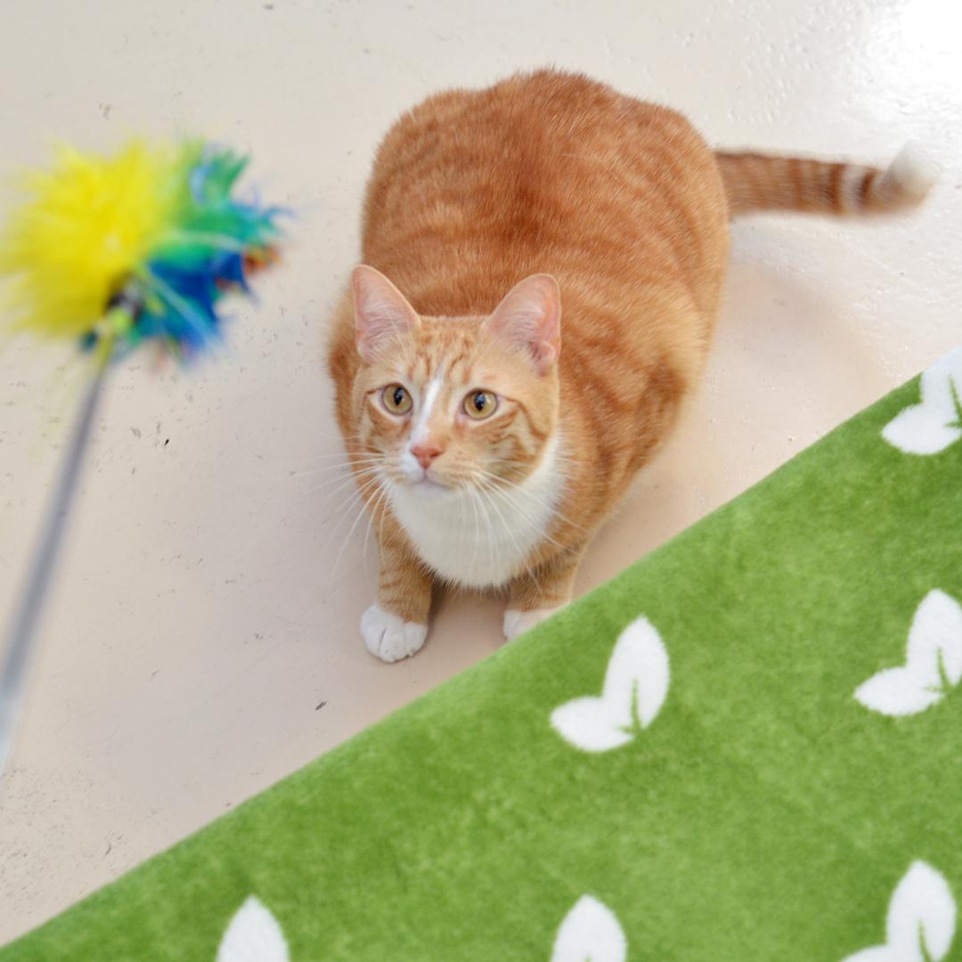 Enlarge Nemo, an adopted mixed breed in Sanford, FL image 2/3