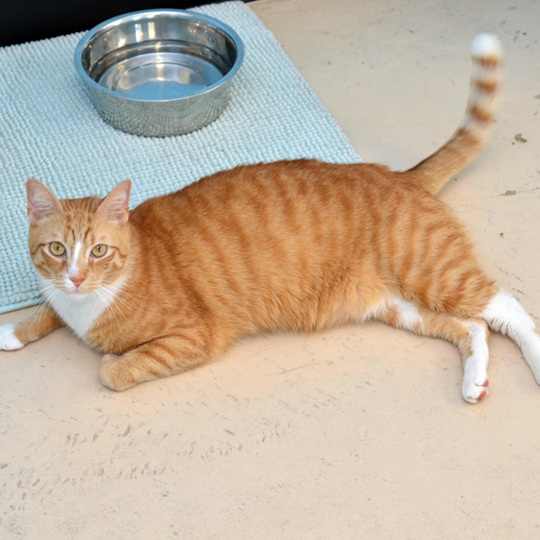 Enlarge Nemo, an adopted mixed breed in Sanford, FL image 3/3