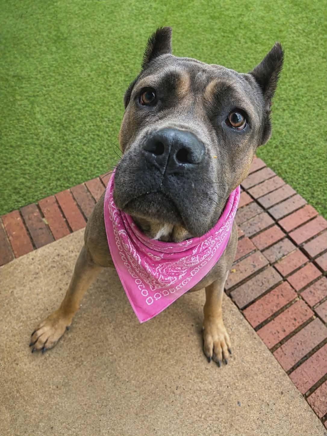 Enlarge Clover, a ADOPTABLE Cane Corso in Cochran, GA image 1/1