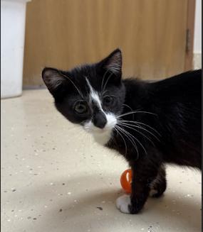Yahtzee, Adoptable, Young Male Domestic Short Hair.