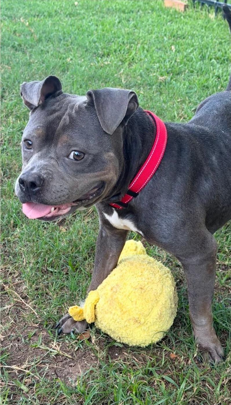 Enlarge Tootsie, a Adoptable mixed breed in Greenwood, DE image 5/5