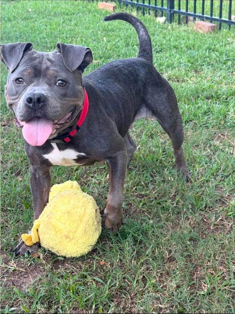 Enlarge Tootsie, a Adoptable mixed breed in Greenwood, DE image 1/5