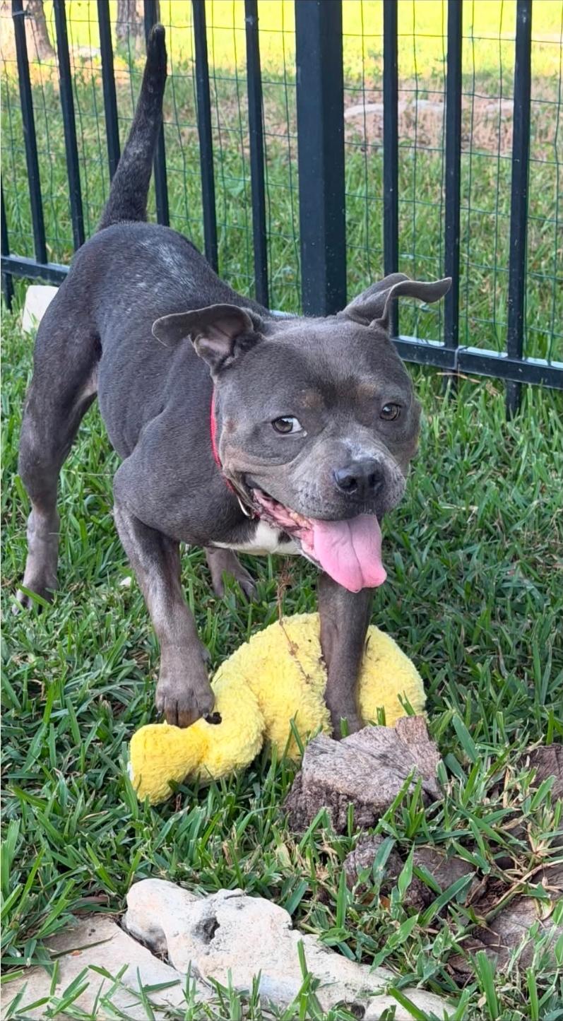 Enlarge Tootsie, a Adoptable mixed breed in Greenwood, DE image 4/5