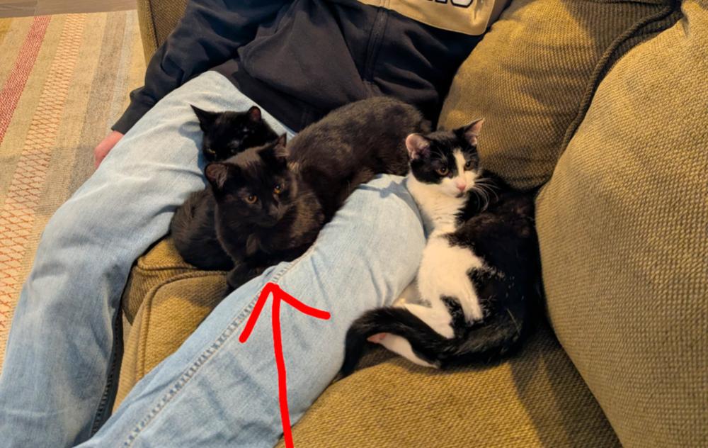 Hallowqueen, Adoptable, Kitten Female Domestic Short Hair.