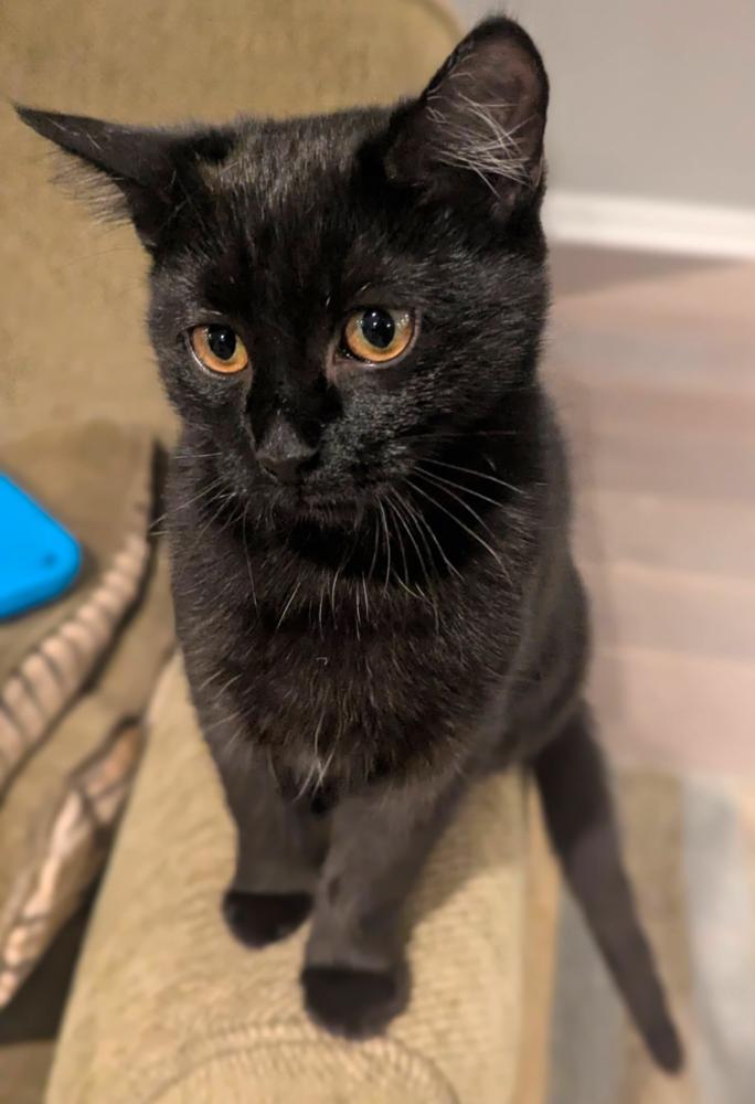 Enlarge Hallowqueen, a Adoptable mixed breed in Springdale, PA image 2/6