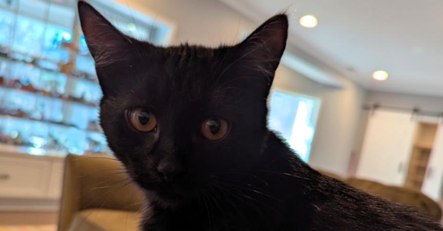 Enlarge Hallowqueen, a Adoptable mixed breed in Springdale, PA image 3/6