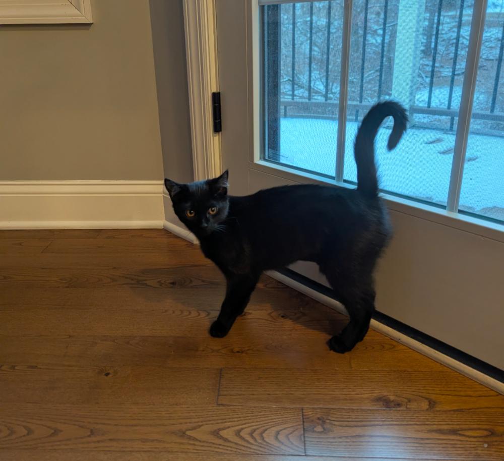 Enlarge Hallowqueen, a Adoptable mixed breed in Springdale, PA image 4/6