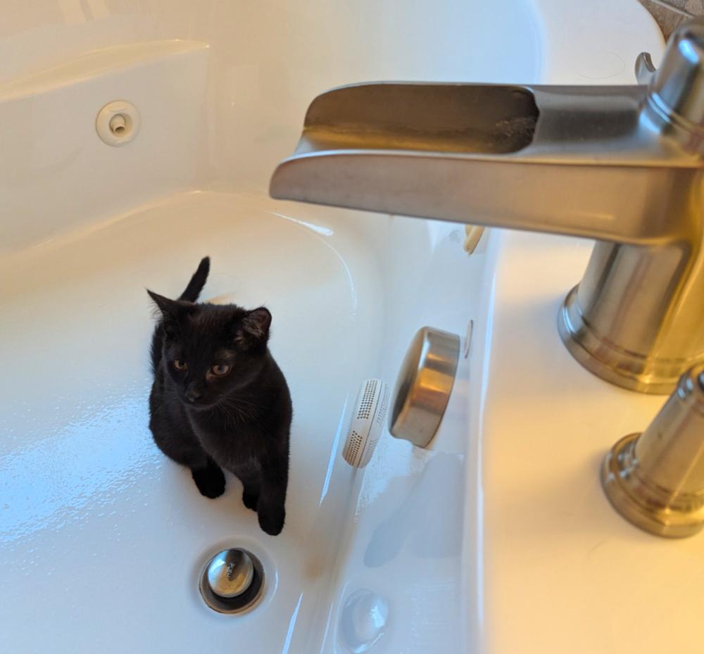 Enlarge Hallowqueen, a Adoptable mixed breed in Springdale, PA image 5/6