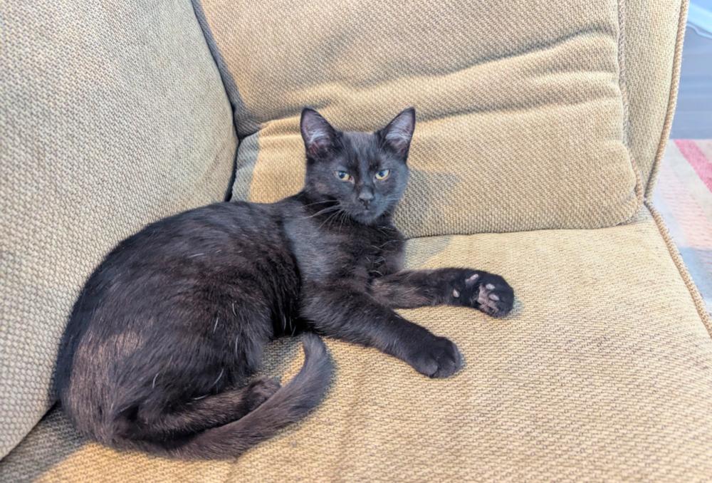 Enlarge Hallowqueen, a Adoptable mixed breed in Springdale, PA image 6/6