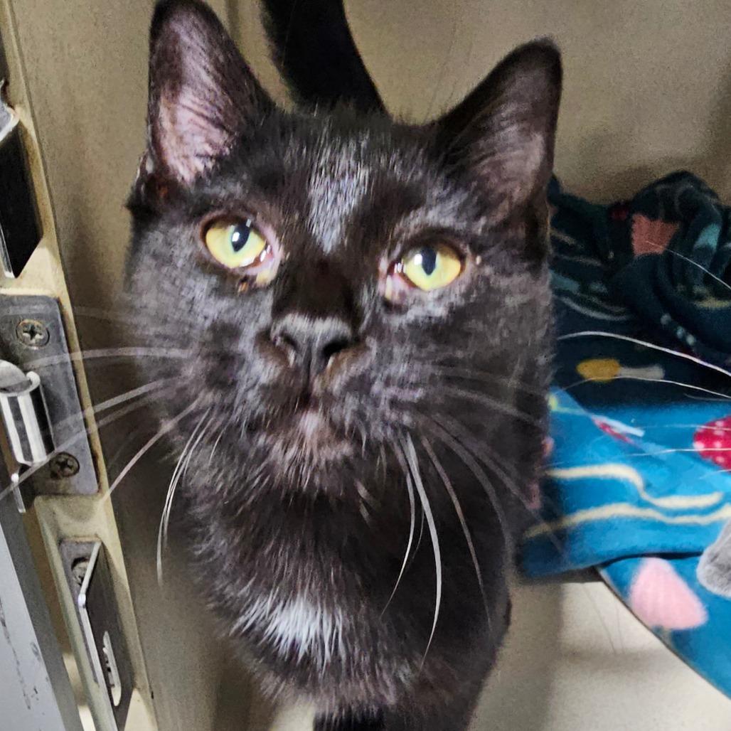 Vinaigrette, a Adoptable Domestic Medium Hair image 1/4