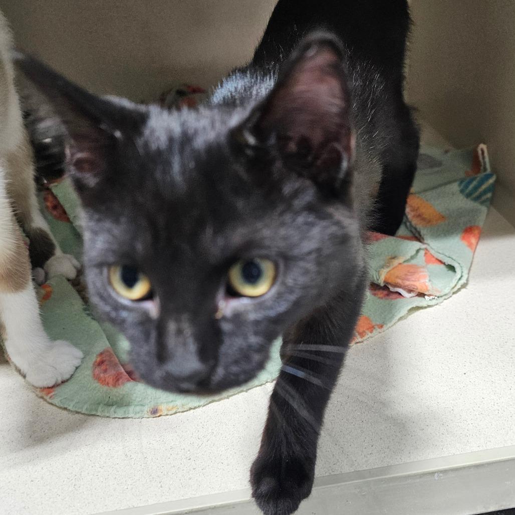 Vinaigrette, a Adoptable Domestic Medium Hair image 2/4