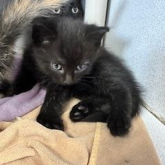 Vinaigrette, a Adoptable Domestic Medium Hair image 3/4