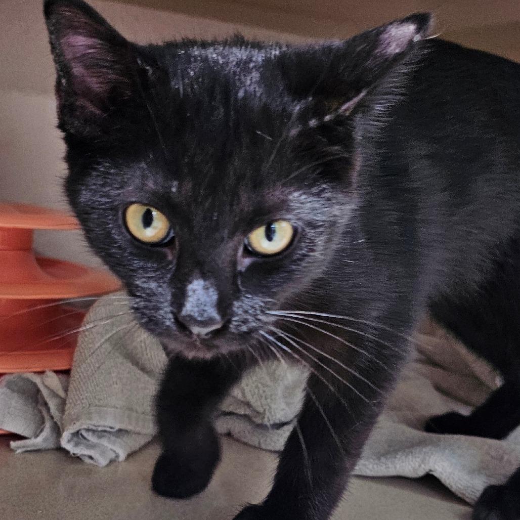 Vinaigrette, a Adoptable Domestic Medium Hair image 4/4