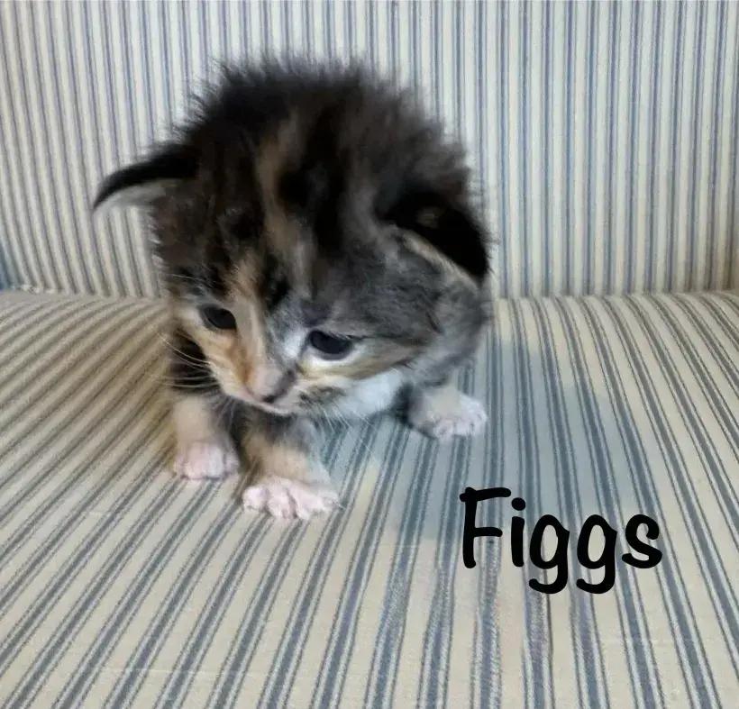 Enlarge Figgs, a Adoptable mixed breed in Grand Rapids, MI image 2/6