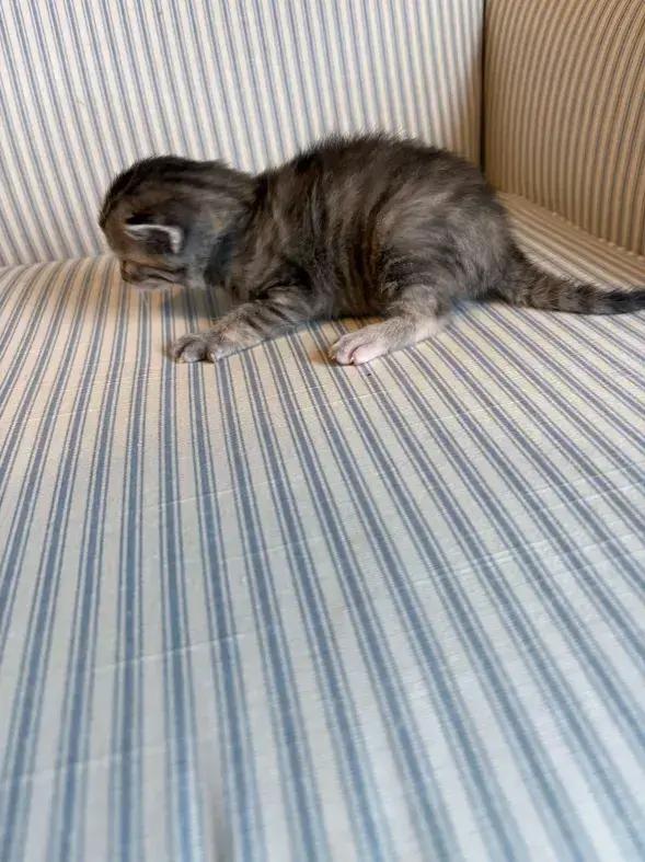 Enlarge Figgs, a Adoptable mixed breed in Grand Rapids, MI image 3/6