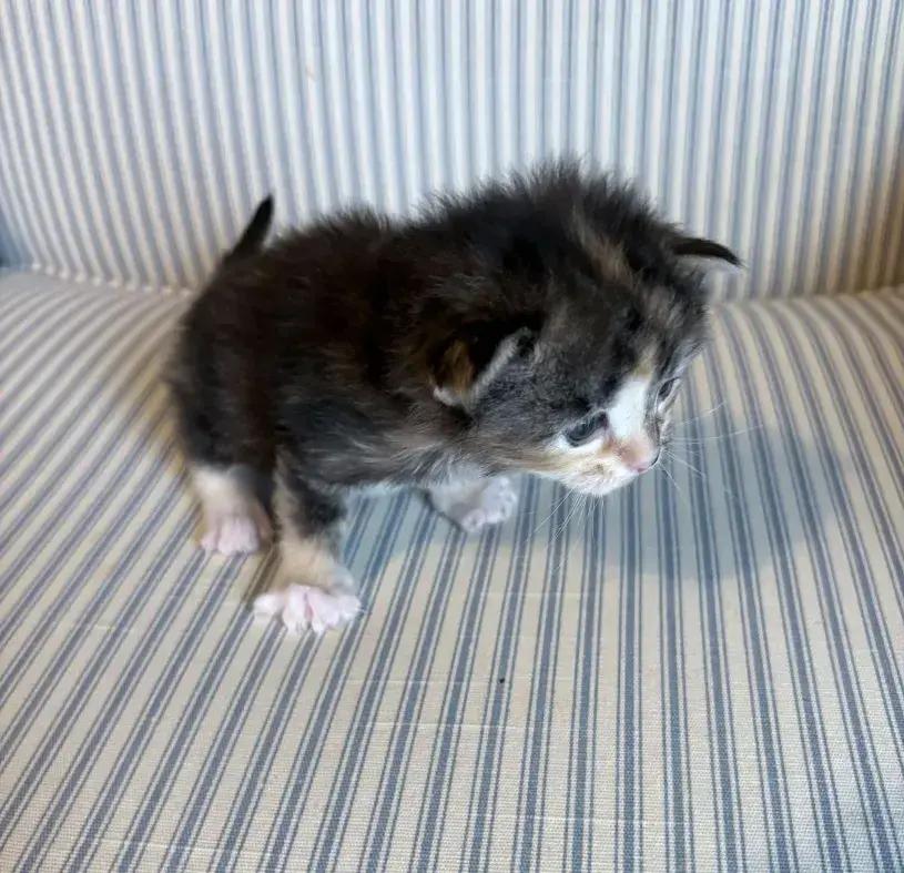 Enlarge Figgs, a Adoptable mixed breed in Grand Rapids, MI image 4/6