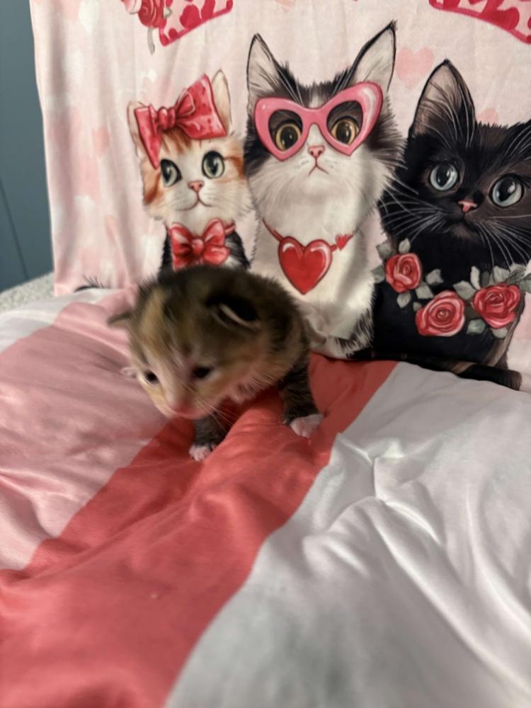 Enlarge Figgs, a Adoptable mixed breed in Grand Rapids, MI image 5/6