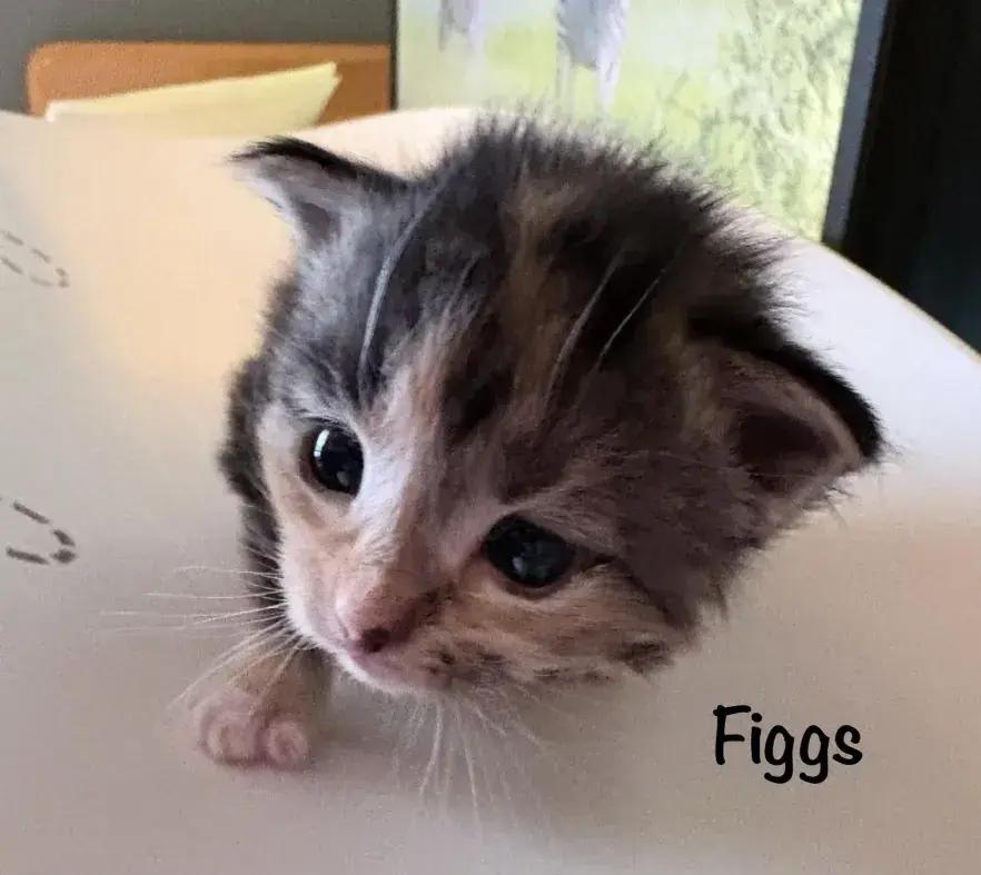 Enlarge Figgs, a Adoptable mixed breed in Grand Rapids, MI image 6/6