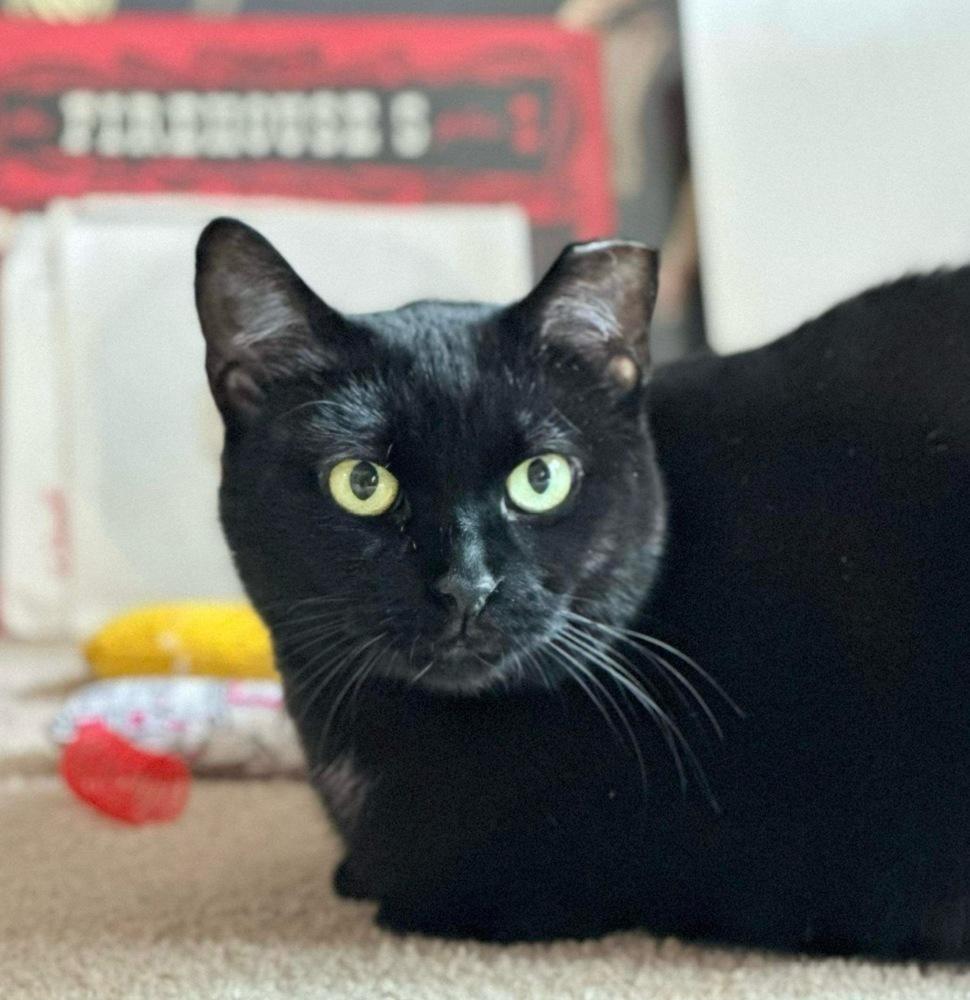 Sushi, a Adoptable Domestic Short Hair in Chicago, IL image 1/6