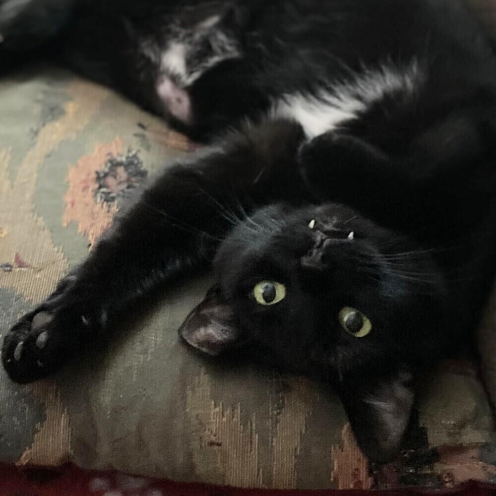 Sushi, a Adoptable Domestic Short Hair in Chicago, IL image 2/6