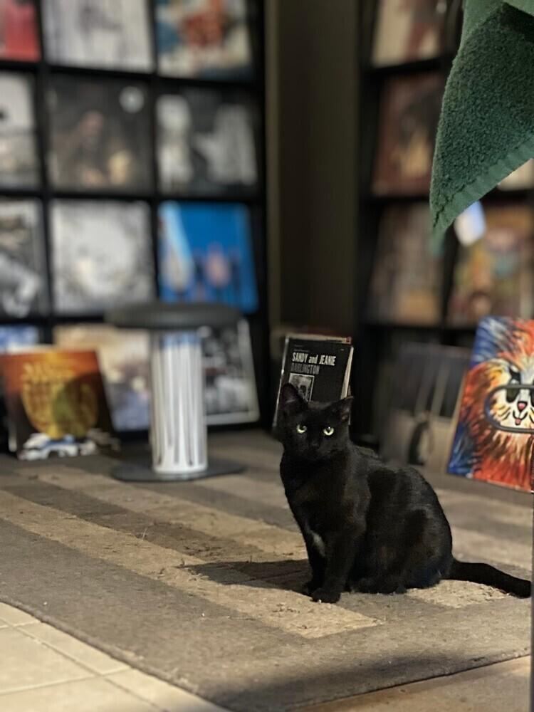 Sushi, a Adoptable Domestic Short Hair in Chicago, IL image 3/6