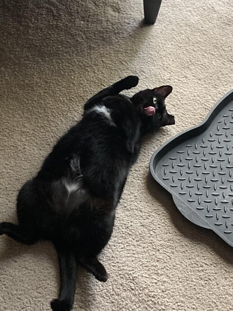 Sushi, a Adoptable Domestic Short Hair in Chicago, IL image 4/6