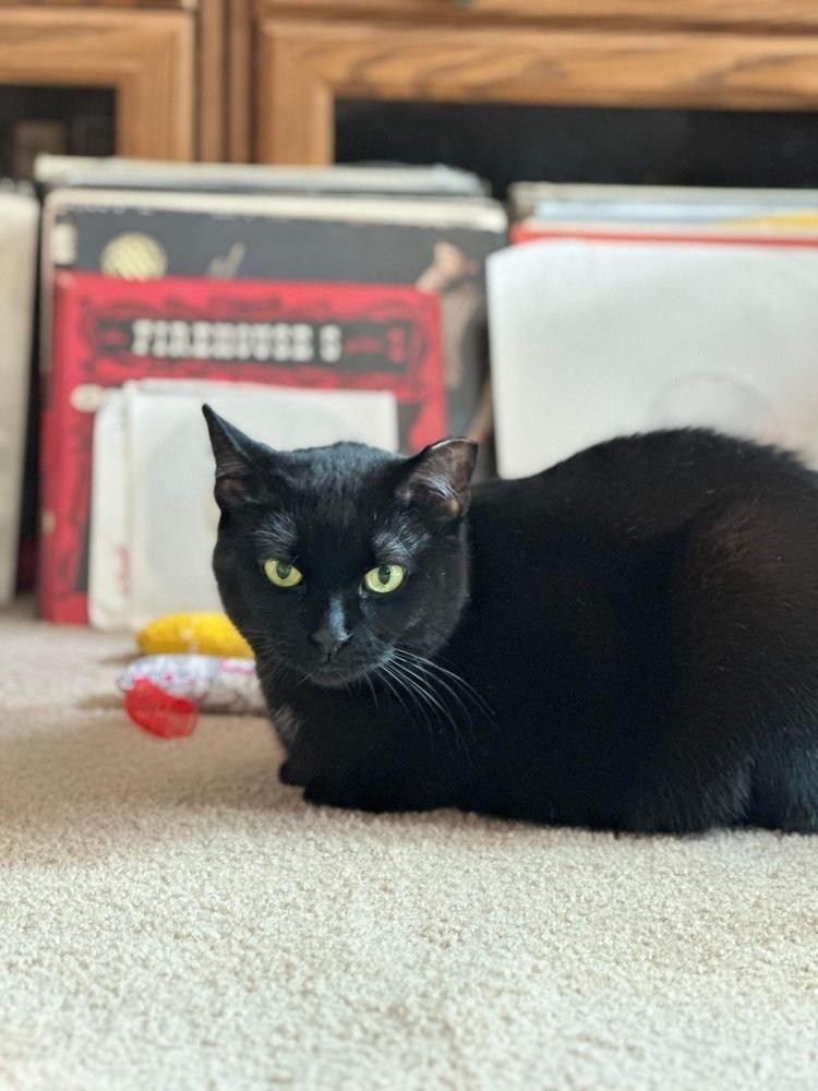 Sushi, a Adoptable Domestic Short Hair in Chicago, IL image 5/6