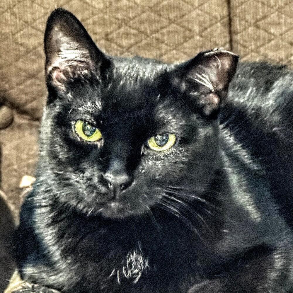 Sushi, a Adoptable Domestic Short Hair in Chicago, IL image 6/6