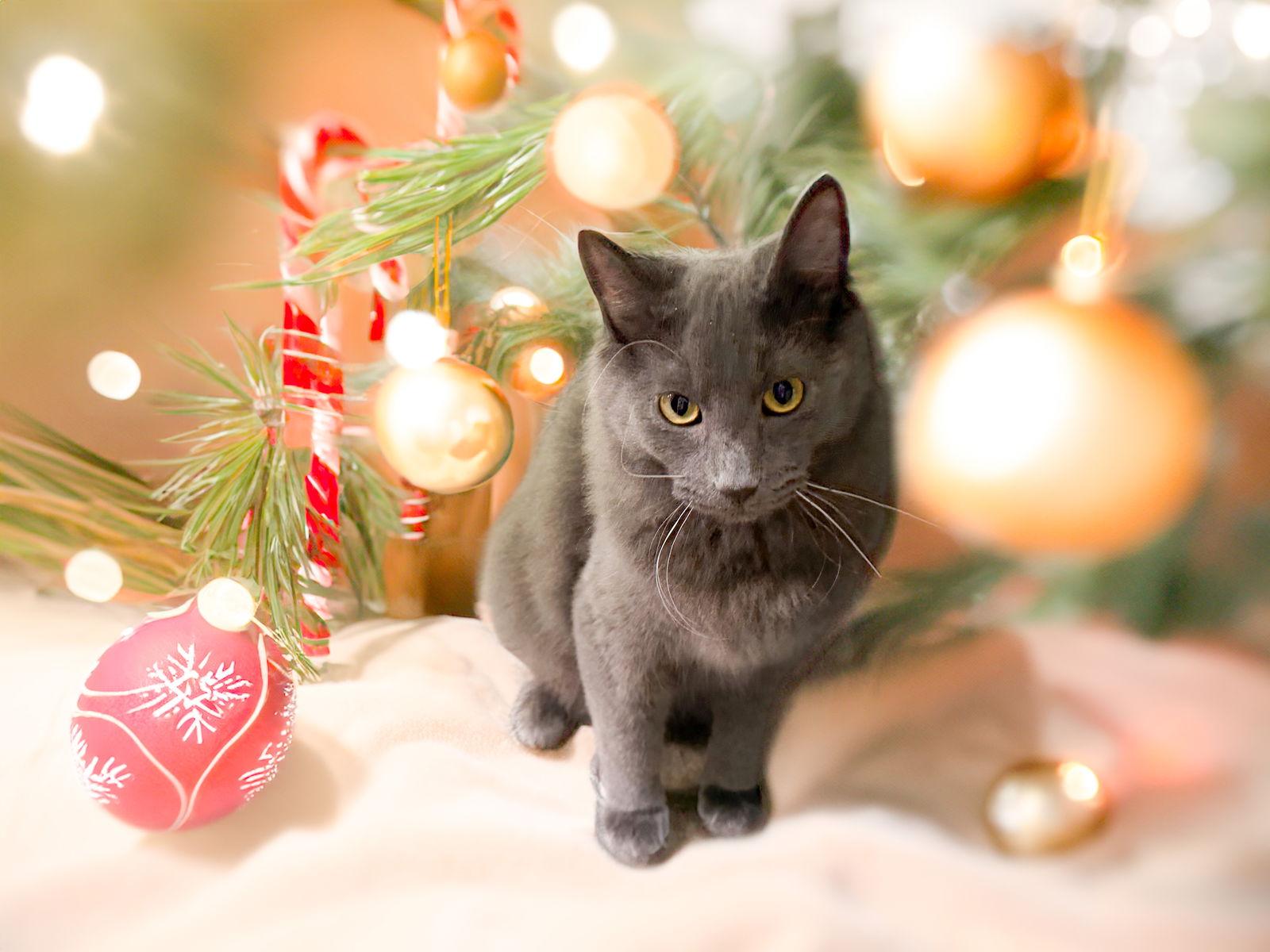 Cairo (bonded to Violet), a Adoptable Domestic Long Hair in Chandler, AZ image 2/3